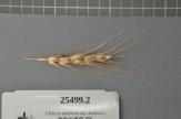 Click for 1 image(s) for this accession. Spike
